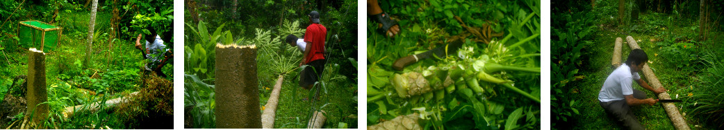 Images of cleaning up a tropical
        backyard garden