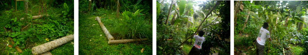 Images of cleaning up a tropical backyard garden