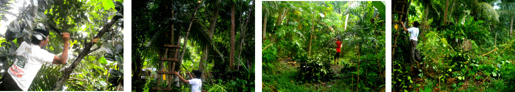 Images of cleaning up a tropical backyard garden