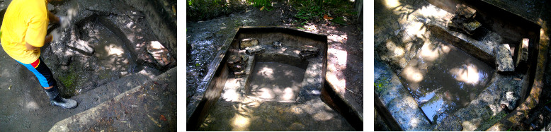 Images of tropical backyard duckpond being cleaned