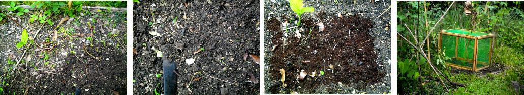 Images of garden frame protecting
        seeds from chickens in tropical backyard