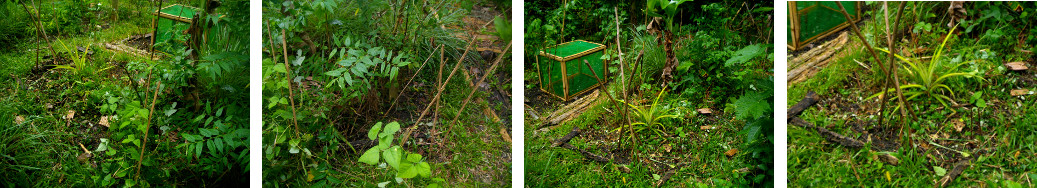 Images of tropical garden patch being tidied up