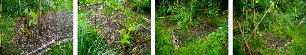 Imjages of tropical garden patch after tidying