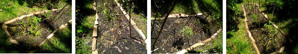 Images of tidy tropical garden garden
        patch