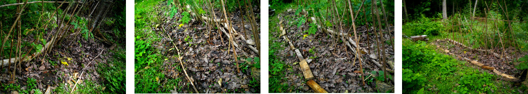 Images of tropical garden patch after tidying up