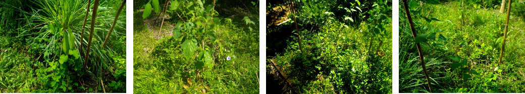 Images of unruly tropical garden patch
        before cleaning