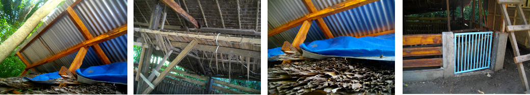 Images of old pig pen roof being
        removed from underneath new roof