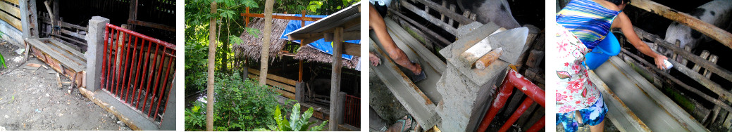 Images of door and trough construction for tropical pig
        pen