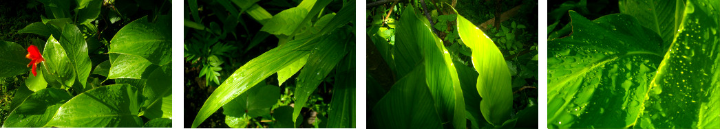 Images of early morning tropical sun
        after rain in the night