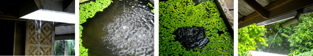 Images of tropical rain