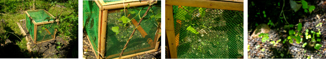 Images of young seedlings insige garden frame in a
        tropical backyard