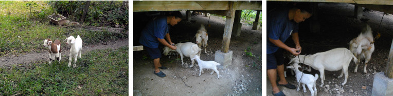 Images of goats being tied up forthe night under
        tropical house