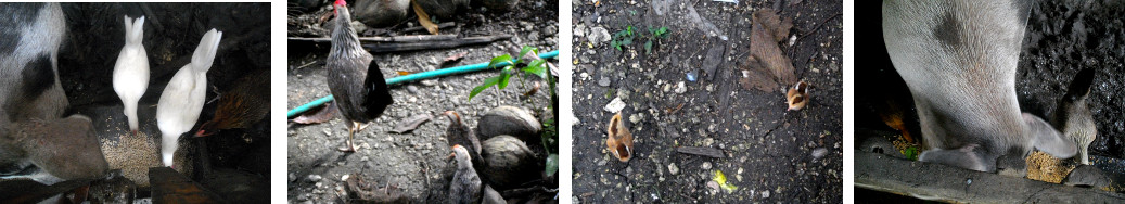 Images of tropical backyard chickens
        and chicks