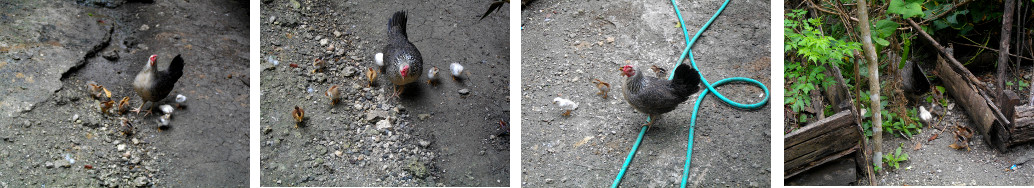 Images of chicks in a tropical backyard