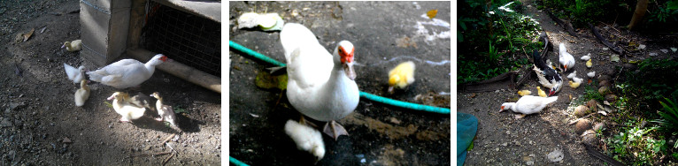 Images of tropical backyard ducks with ducklings