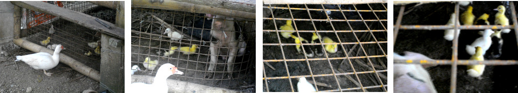 Images of ducklings in Piglet pen