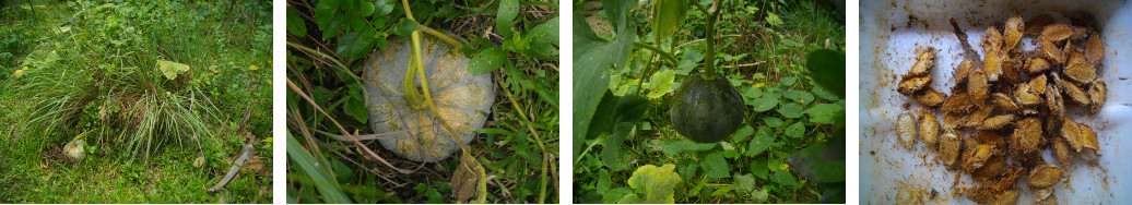 Images of squash growing in tropical backyard