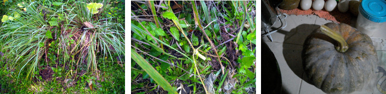 Images of harvested Sqash