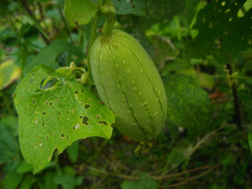 Image of Patola growing in tropical
        backyard