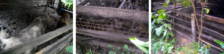 Images of repairs to tropical backyard pig pen