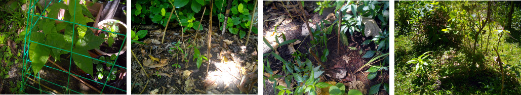 Images of Cacao seedlings planted in tropical backyard