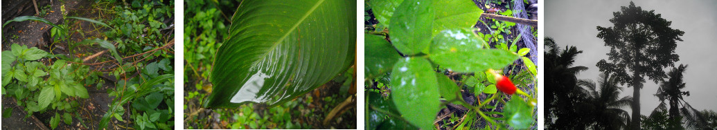 Images of early morning after tropical
        night rain