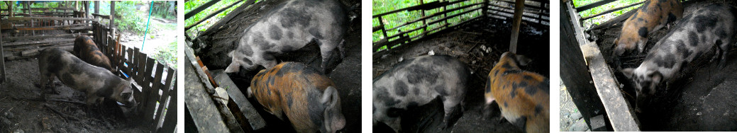 Images of two pigs sharing a tropical backyard pen