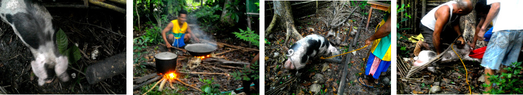 Images of tropical backyard piglet
        with scrotal hernia being slaughtered