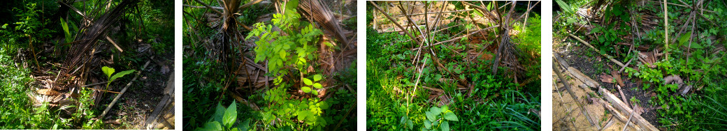 Images of messy tropical garden patch