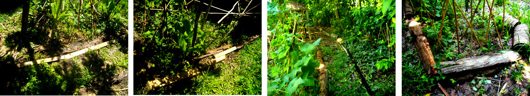 Images of tidy borders in tropical backyard