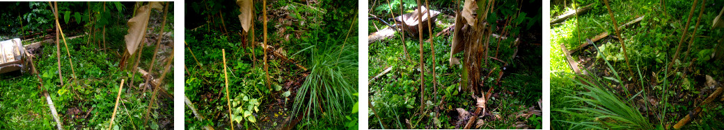 Images of trpical garden patch with borders tidied up