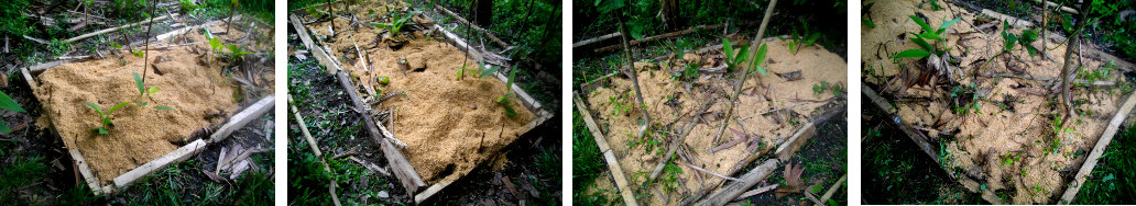 Images of tidy tropical garden filled with rice hulls