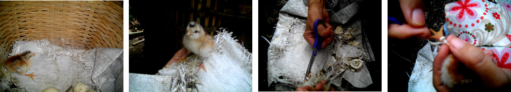 Images of chick being rescued from
        trapped in a piece of cloth with thread wrapped around leg