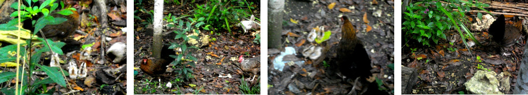 Images of young chicks