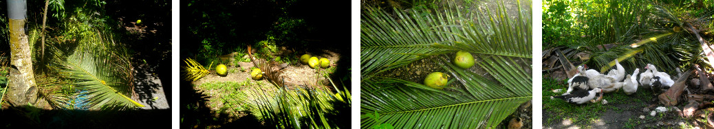 Images of debris from coconut trees
        after trimming picking and picking young fruits