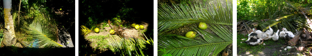 Images of debris from coconut trees
        after trimming picking and picking young fruits