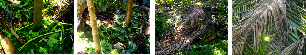 Images of debris from coconut trees after trimming and
        picking young cococunts