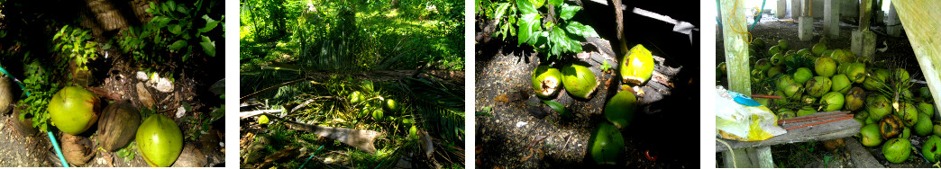 Images of young coconut harvest