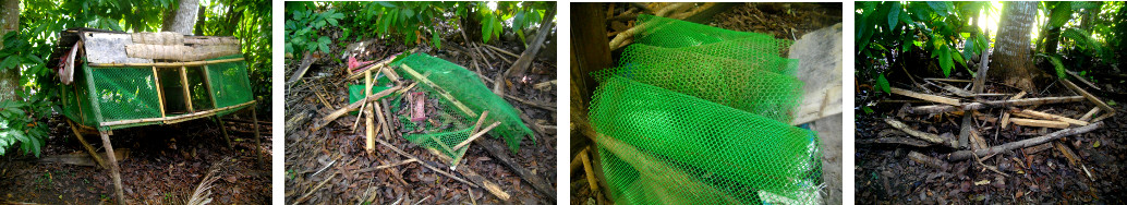 Images of demolished hen coop in
        tropical backyard