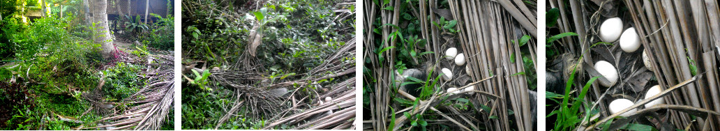 Images of eggs laid in tropical backyard