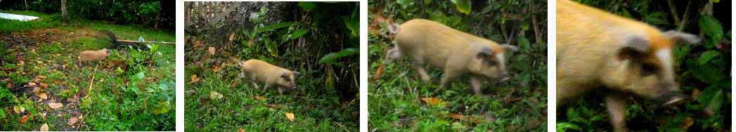 Images of neighbours escaped piglet in
        a tropical garden