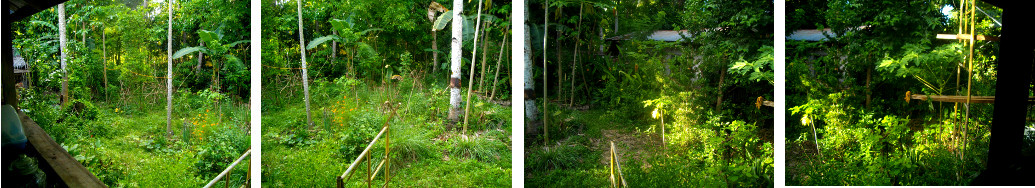 Images of tropical garden after rain in the night