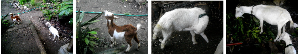 Images of goat and kids