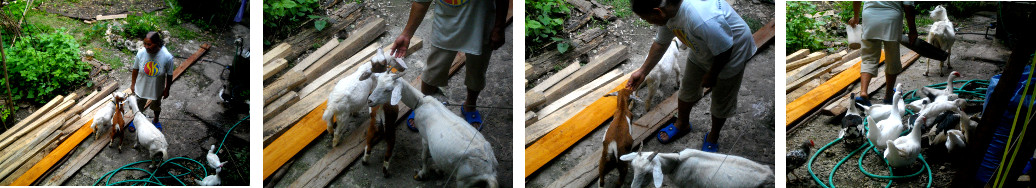 Images of woman with goats and ducks in tropical
        backyard