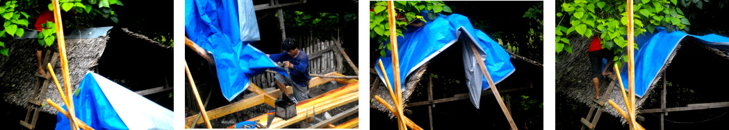 Image of tarpauline being put on tropical backyard pig
        pen roof