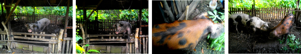 Images of Tropical backyard Boar and
        Sow getting together