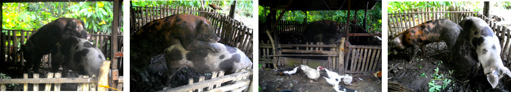 Images of tropical backyard boar anda sow getting
        together