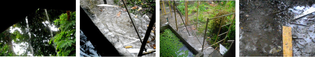 Images of tropical rain