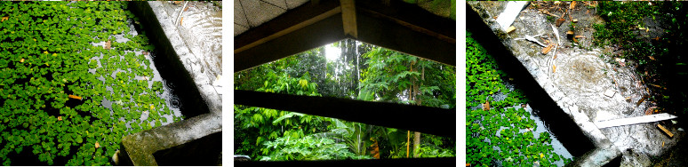 Images of tropical rain