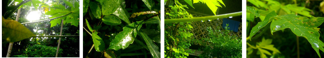 Images of sun after tropical rain